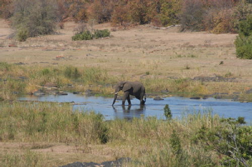 Elephant in the Letaba River