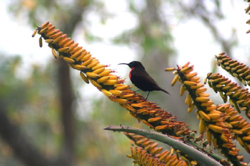 Red chested sunbird