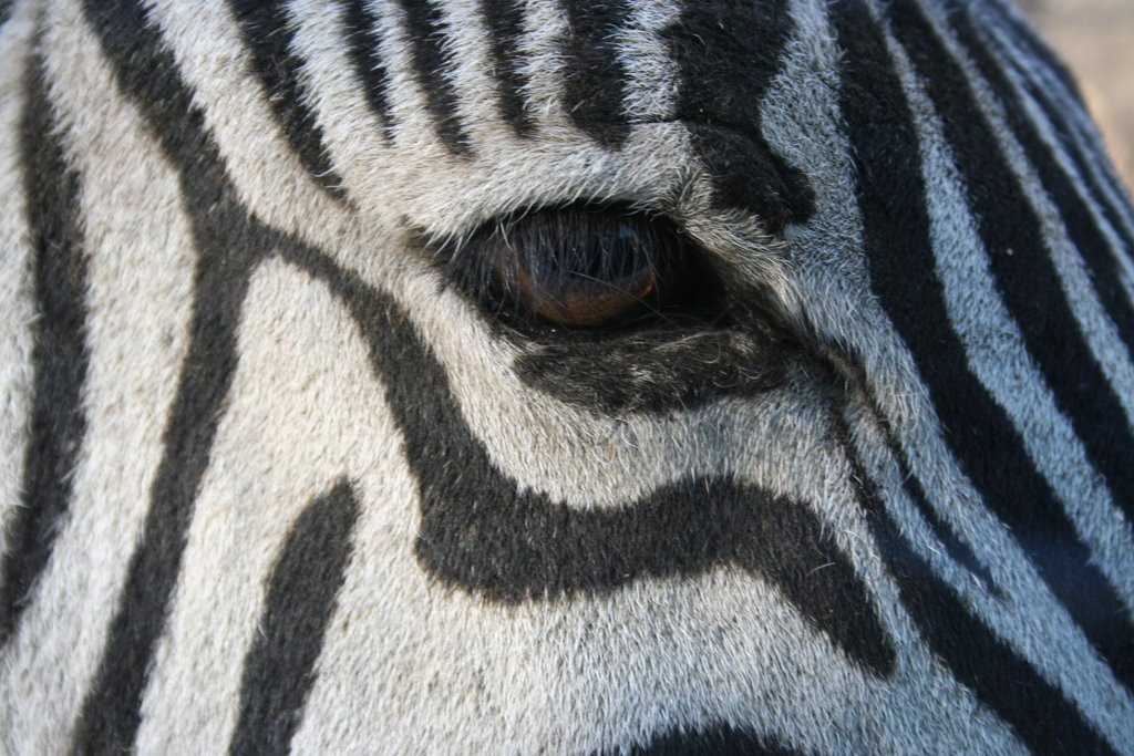 Botswana National Museum