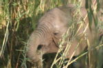 Shimuwini elephants 19