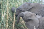 Shimuwini elephants 29
