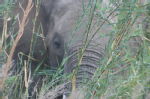 Shimuwini elephants 32