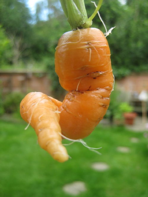 Bent carrot