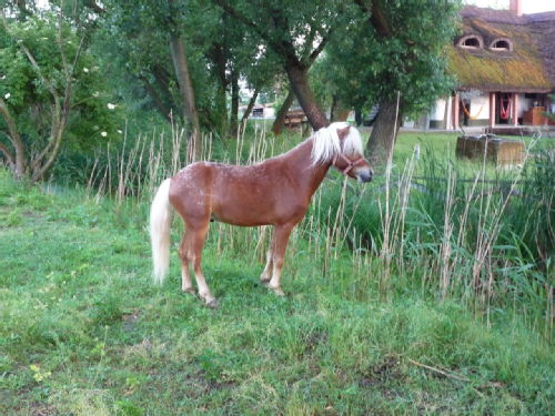 Hungarian pony