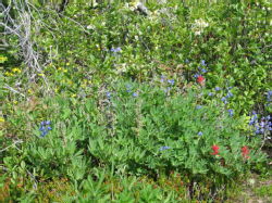 06 Wild flowers of the Alpine Meadows