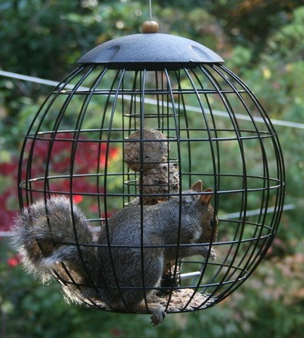 Young squirrel in a squirrel proof bird feeder