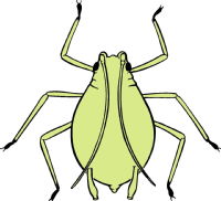 Aphid drawing