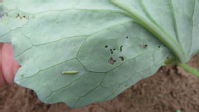 Diamond-back moth larva