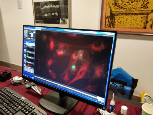 Image of live stained RPE cells taken on the eduWOSM