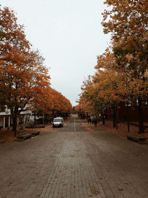 campus_autumn.jpg