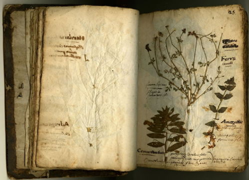 Collection of plants made in 1699 by René Marmion