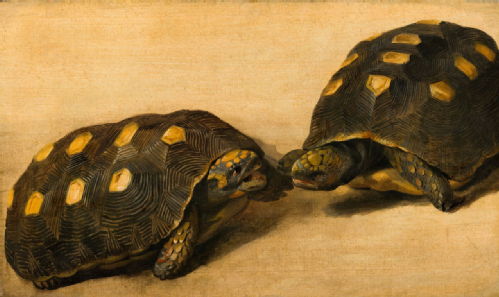 Study of Two Tortoises