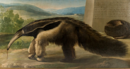 Figure 4. Rafael Mengs Workshop, His Majesty’s Anteater