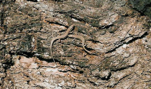 Lizards at the Arenas camp site