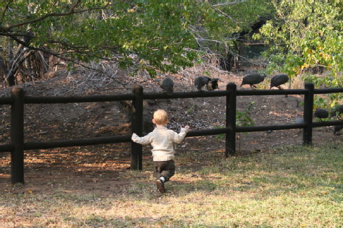 Lawrence chasing guinea fowl