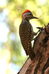 Golden tailed woodpecker