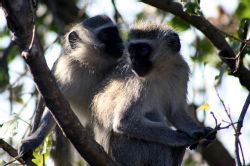 Two vervet monkeys