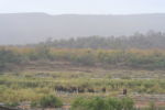 Landscape with elephants