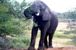elephants 8