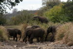 elephants 11