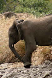 elephants 13