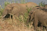 Shimuwini elephants 6