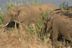 Shimuwini elephants 6