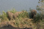 Shimuwini elephants 8