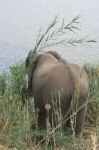 Shimuwini elephants 12
