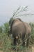 Shimuwini elephants 12