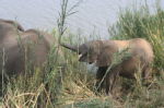 Shimuwini elephants 14