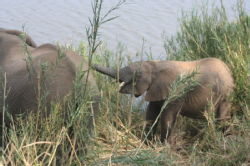Shimuwini elephants 14
