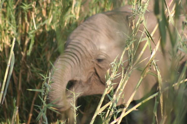 Shimuwini elephants 19