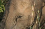 Shimuwini elephants 22