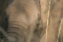 Shimuwini elephants 23