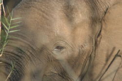 Shimuwini elephants 24