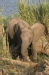 Shimuwini elephants 27
