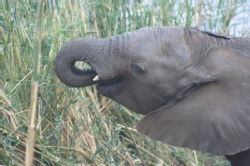 Shimuwini elephants 28
