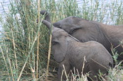 Shimuwini elephants 31