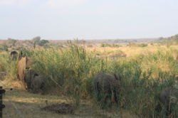 Shimuwini elephants 34