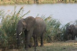 Shimuwini elephants 35