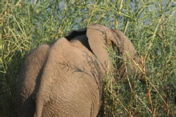 Shimuwini elephants 38