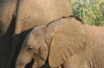 Shimuwini elephants 39