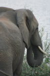 Shimuwini elephants 40