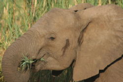 Shimuwini elephants 44