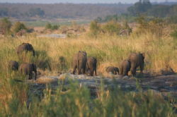 Shimuwini elephants 47