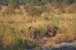 Shimuwini elephants 49