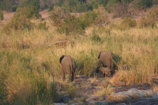 Shimuwini elephants 49
