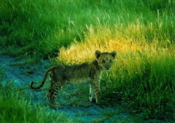 Lion cub in Savuti