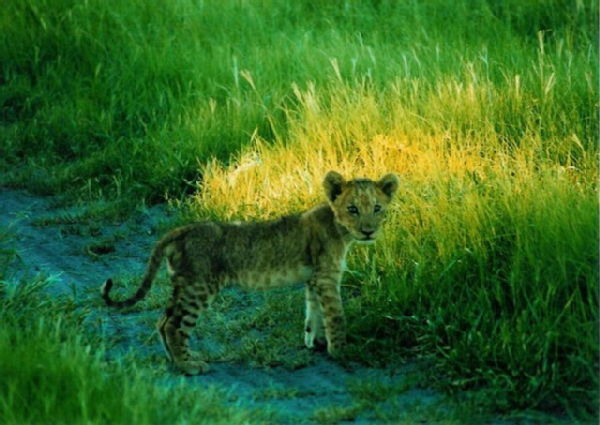 Lion cub in Savuti